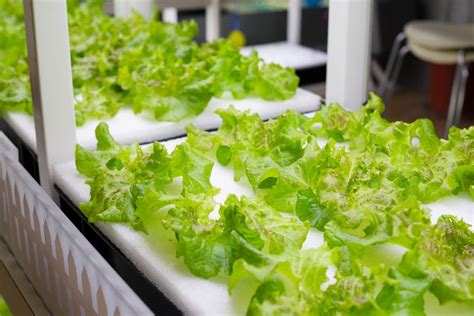 experiments with hydroponics|Exploring Hydroponics: A Classroom Lesson Guide .